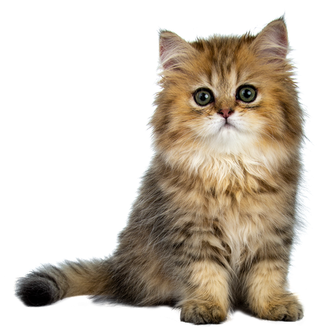 Cute golden British Longhair cat kitten, on transparent background.