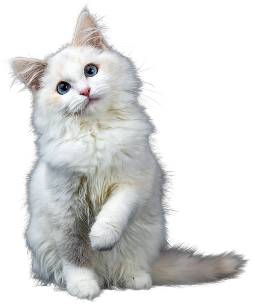 White Fluffy Cat Cutout 