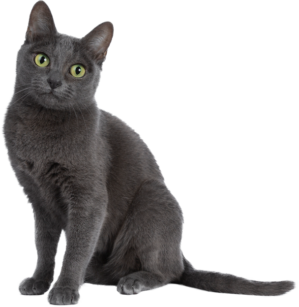 Korat Cat Sitting Down Cutout