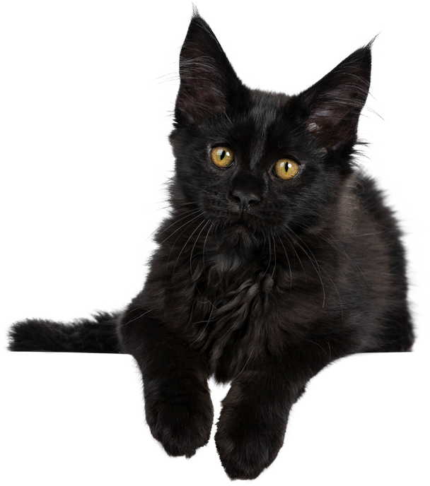 Fluffy Black Cat Cutout