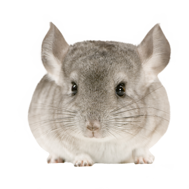 Chinchilla