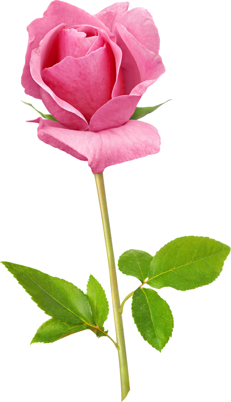 Pink Rose