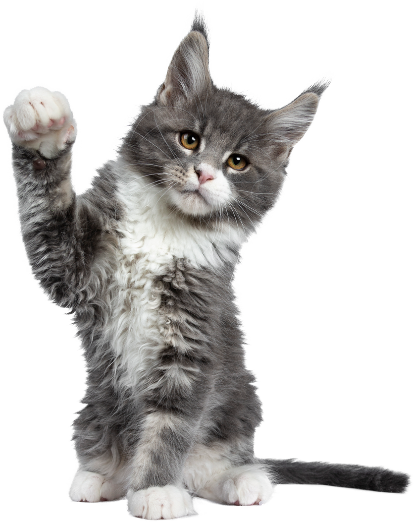 Kitten With One Paw Raised on Transparant background