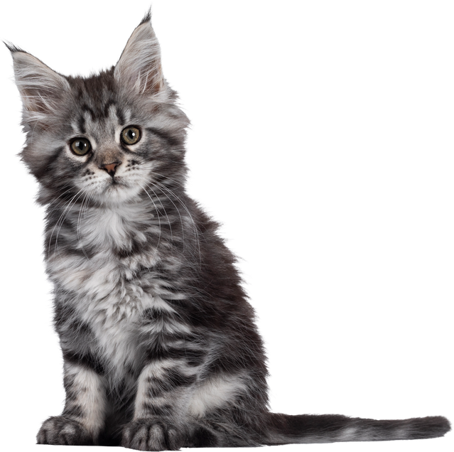 Silver Tabby Maine Coon Kitten on Transparent