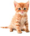 Orange Kitten Cutout