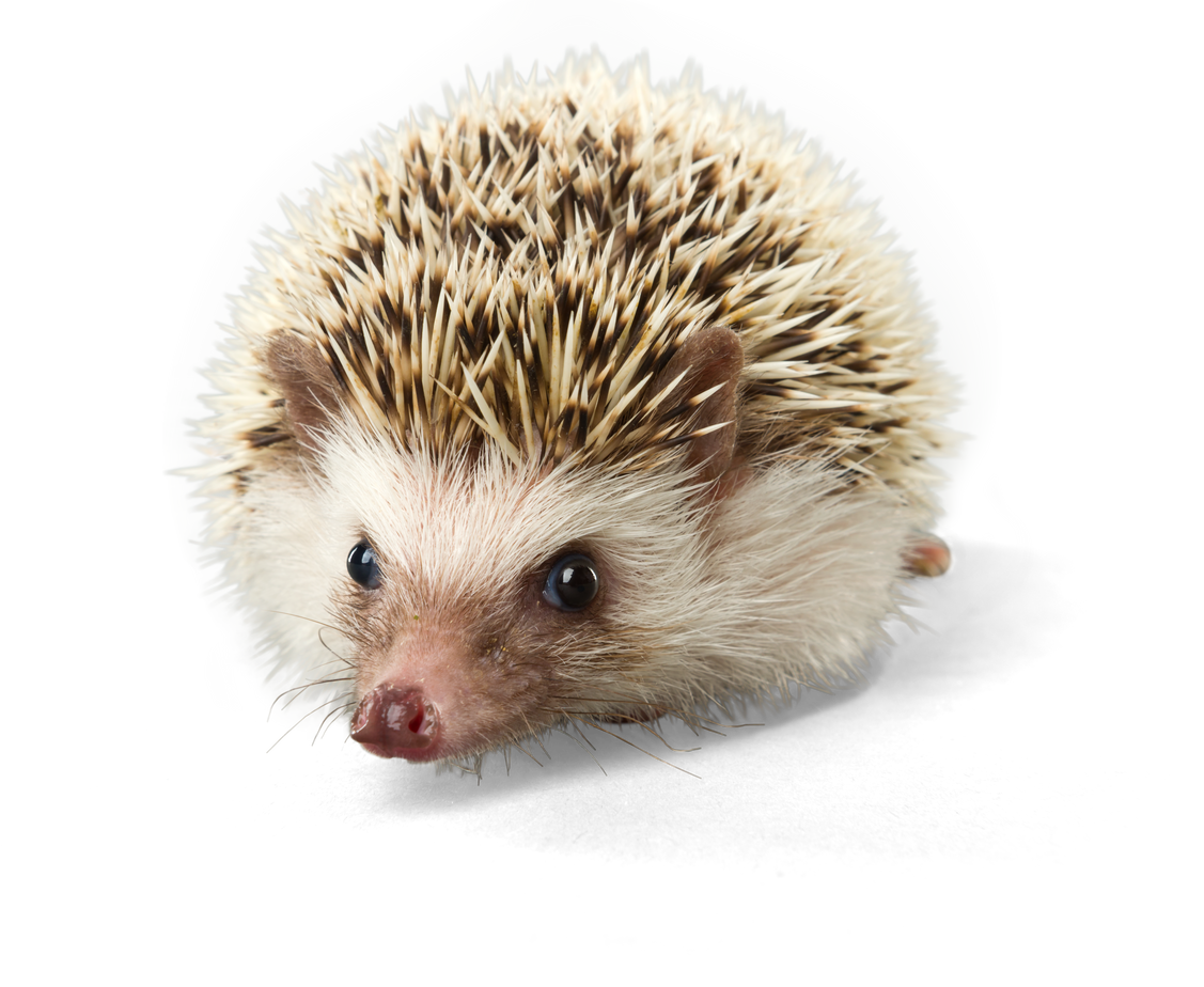 Pygmy Hedgehog - Isolated